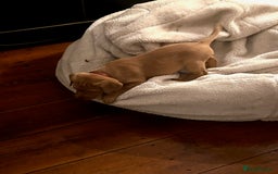 Labrador Retriever dogs for sale: Litter Of 9 Beautiful Black and Fox Red Puppies - Image 3