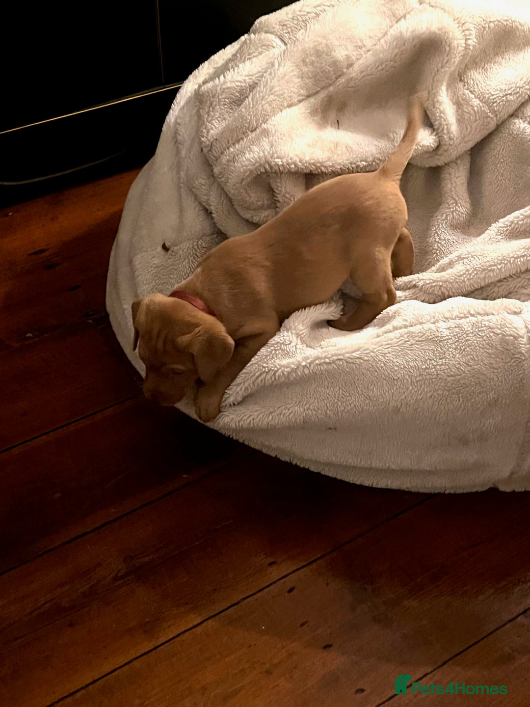 Labrador Retriever dogs for sale: Litter Of 9 Beautiful Black and Fox Red Puppies - Image 3