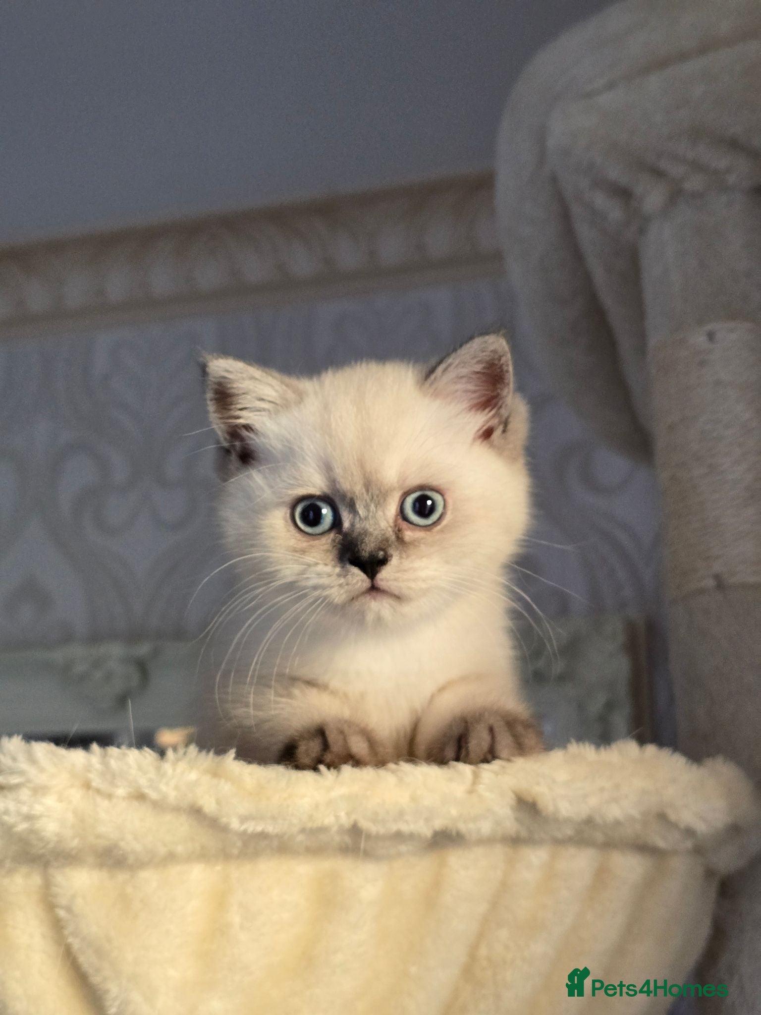 Scottish Fold cats Scottish fold kittens 😸  - Advert 1