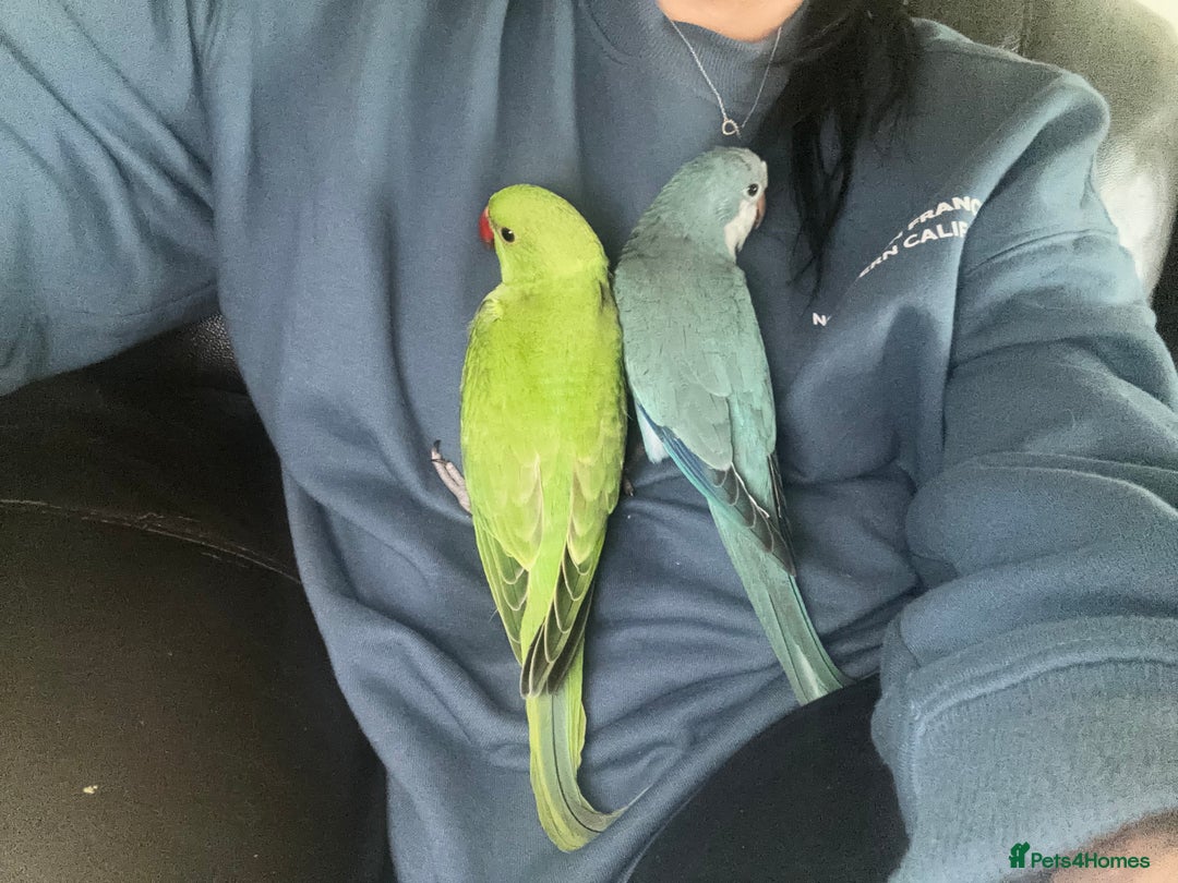Ringnecks birds for sale: Hand Reared Green Indian Ringneck *READY NOW* - Image 5