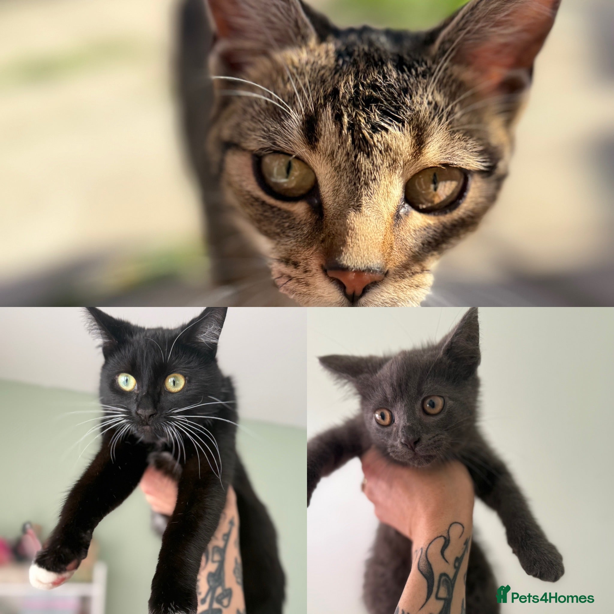 British Shorthair cats URGENT 2 x cats sisters just turned 1 year old - Advert 14