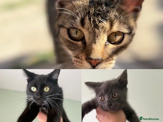 British Shorthair cats - Advert 6