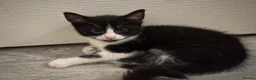 Domestic Shorthair cats for sale: 5 Stunning Kittens ready to reserve - Advert 24