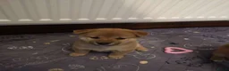 Japanese Shiba Inu dogs for sale: *New price! 3 left* all KC female shiba inus. - Advert 12