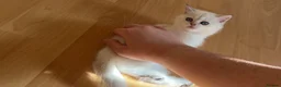 British Shorthair cats for sale: Full healthy vaccinated ready for a new home!!!! - Advert 8