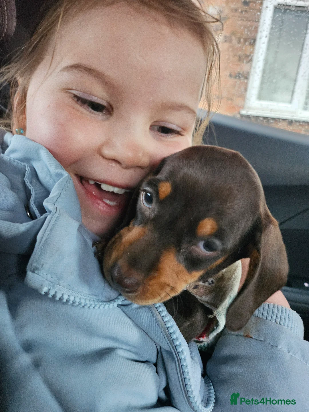 Dachshund dogs for sale: Female chocolate dachshund for sale - Advert 10