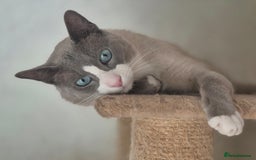 Snowshoe cats for sale: Stunning pedigree blue point Snowshoe kittens  - Image 13