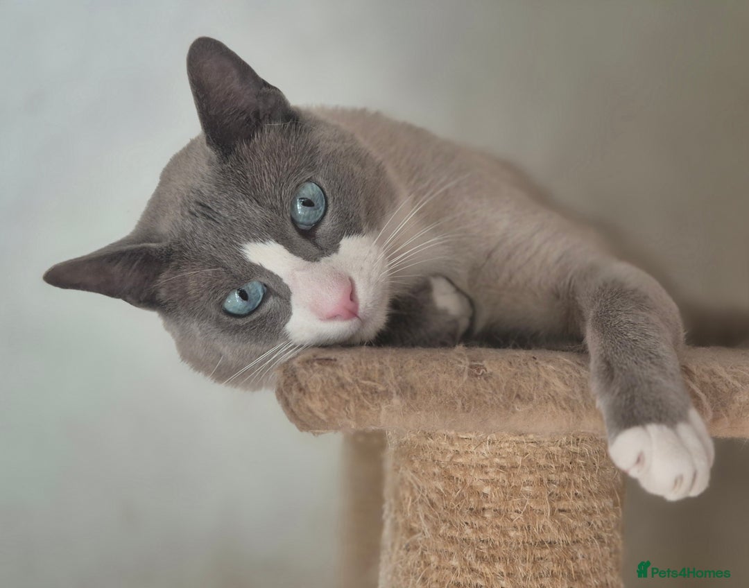 Snowshoe cats for sale: Stunning pedigree blue point Snowshoe kittens  - Image 13