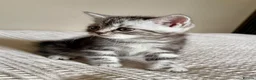 Persian cats for sale: READY TO LEAVE - Persian Kittens  - Advert 14