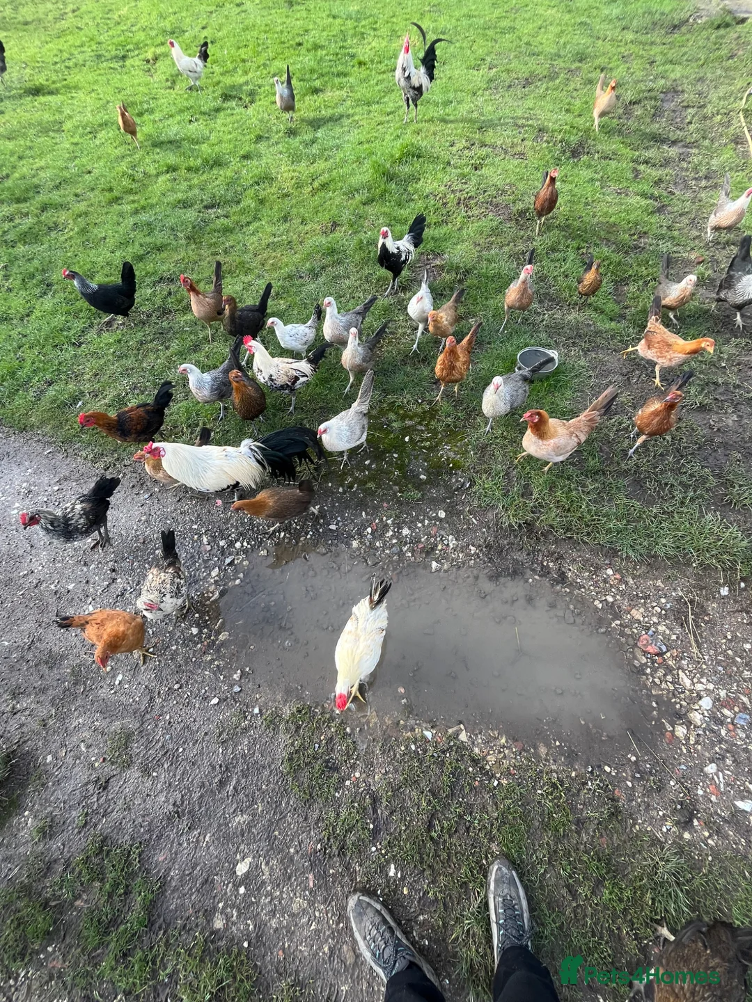 Chickens poultry for sale: mixed game hens  - Advert 1