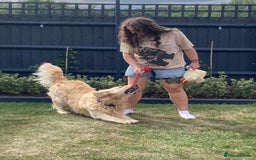 Golden Retriever dogs for stud: Enzo KC registered Stud dog  - Image 9