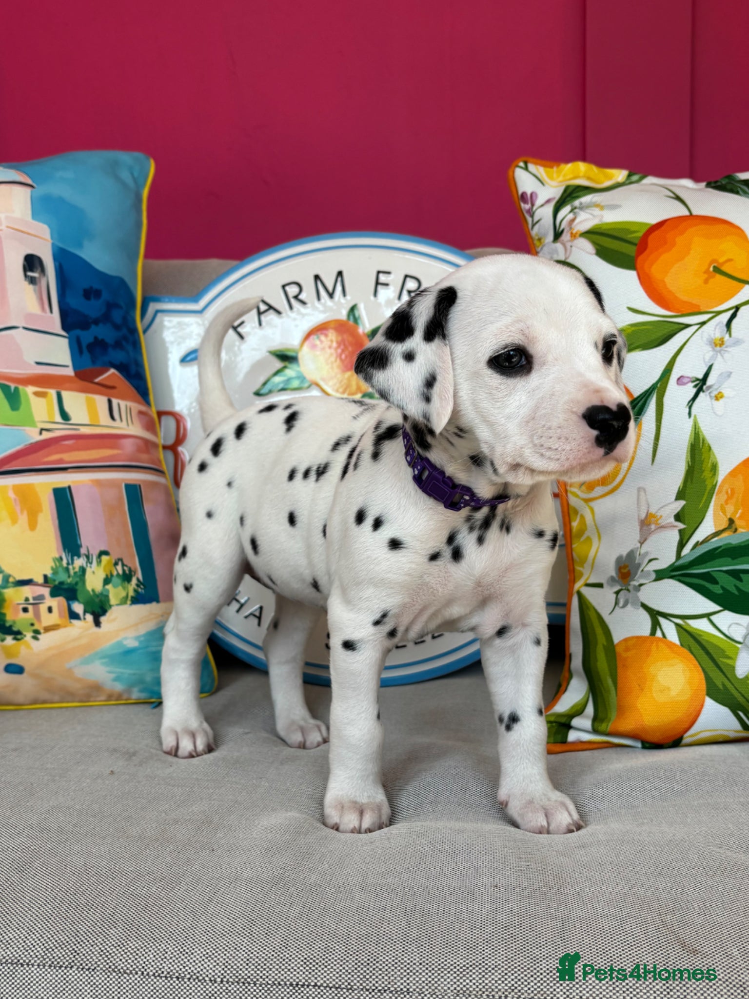 Dalmatian dogs Full Hearing . KC litter Boys - Advert 1