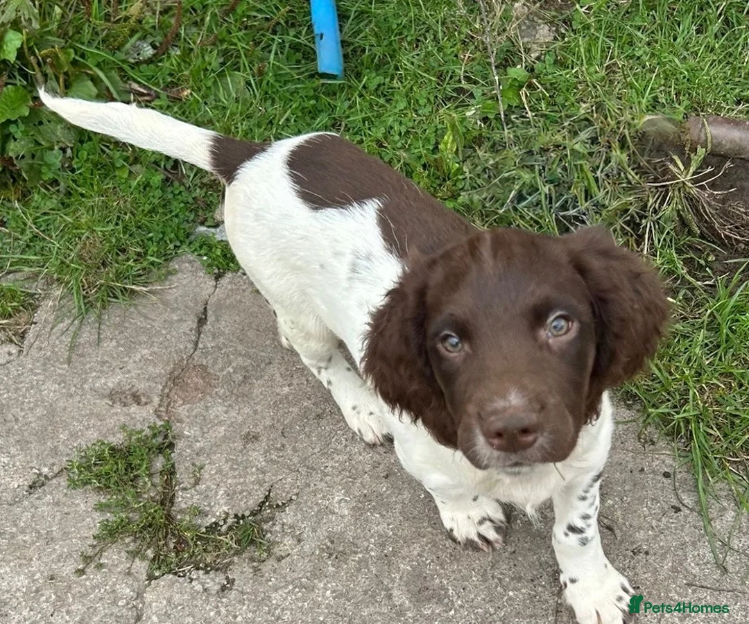 English Springer Spaniel dogs for sale: English Springer Spaniel Puppies For Sale - Advert 1