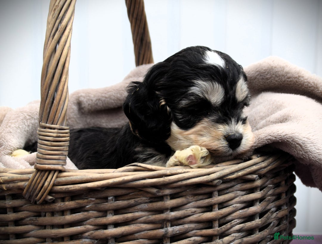 Cockapoo dogs for sale: American cockapoos (yankydoodles)  - Advert 9