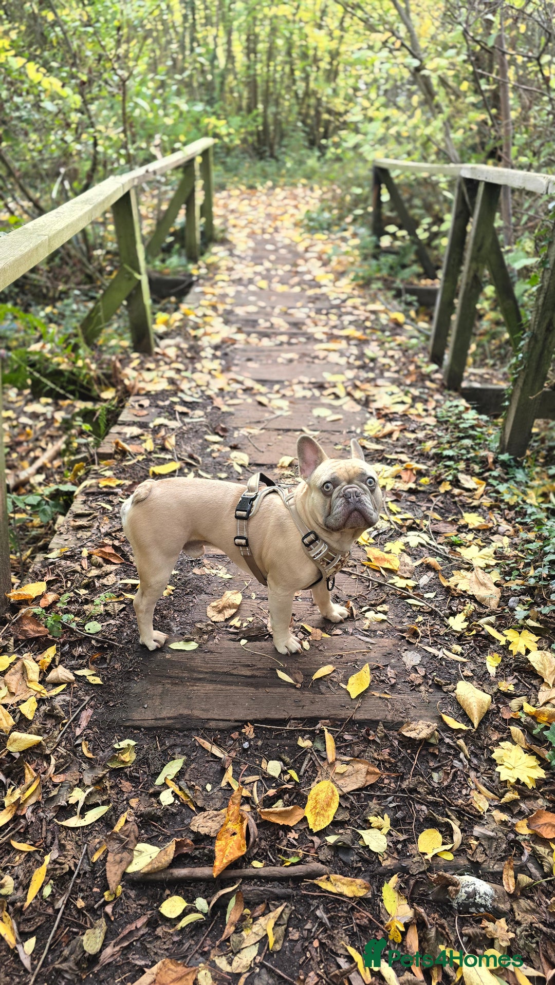 French Bulldog dogs for stud: ✨ FREDDY – ELITE LILAC STUD ✨ - Image 3