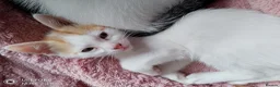 Mixed Breed cats for sale: Two Mix Breed Kittens  - Advert 2