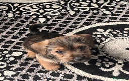 Jack Russell dogs for sale: Jackrussel  - Image 14