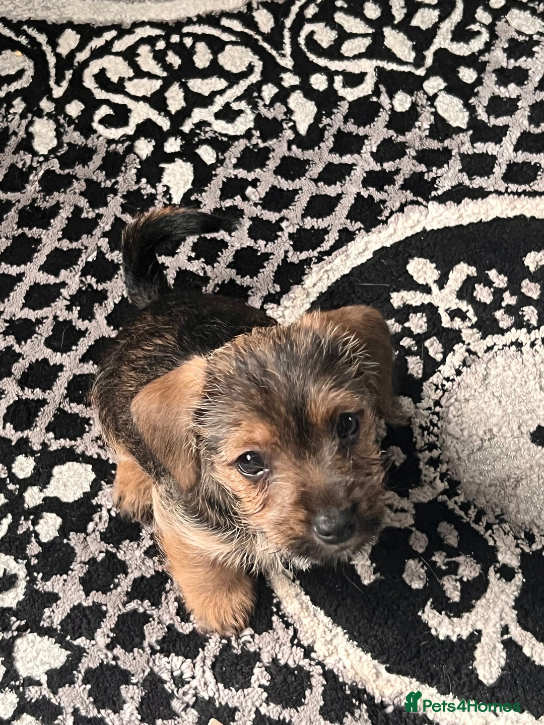 Jack Russell dogs for sale: Jackrussel  - Image 14