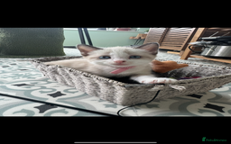 Mixed Breed cats for sale: Mixed breed rag doll - Image 3