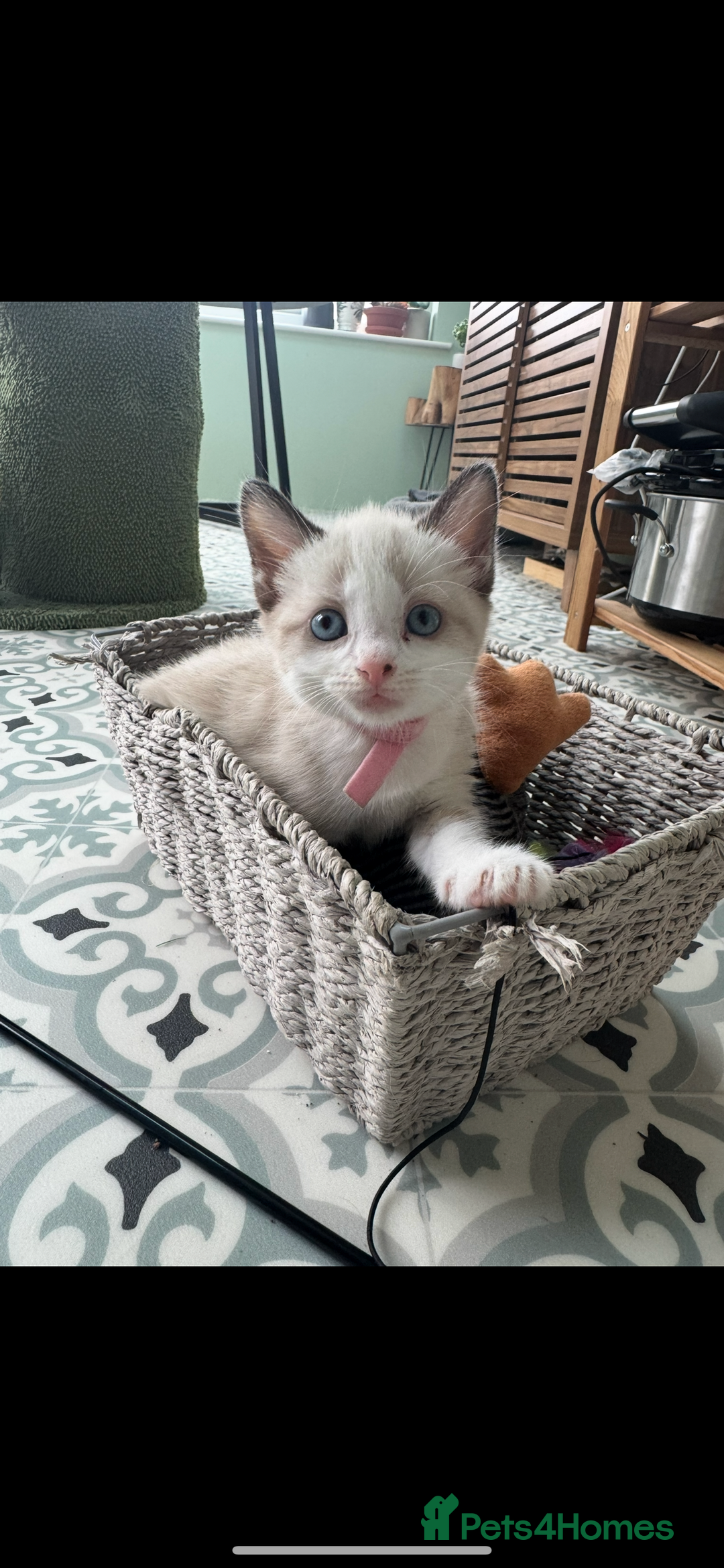 Mixed Breed cats for sale: Mixed breed rag doll - Image 3
