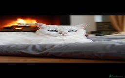 British Shorthair cats for sale: full pedigree british short hair girl  - Image 2