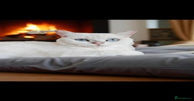 British Shorthair cats - Advert 13