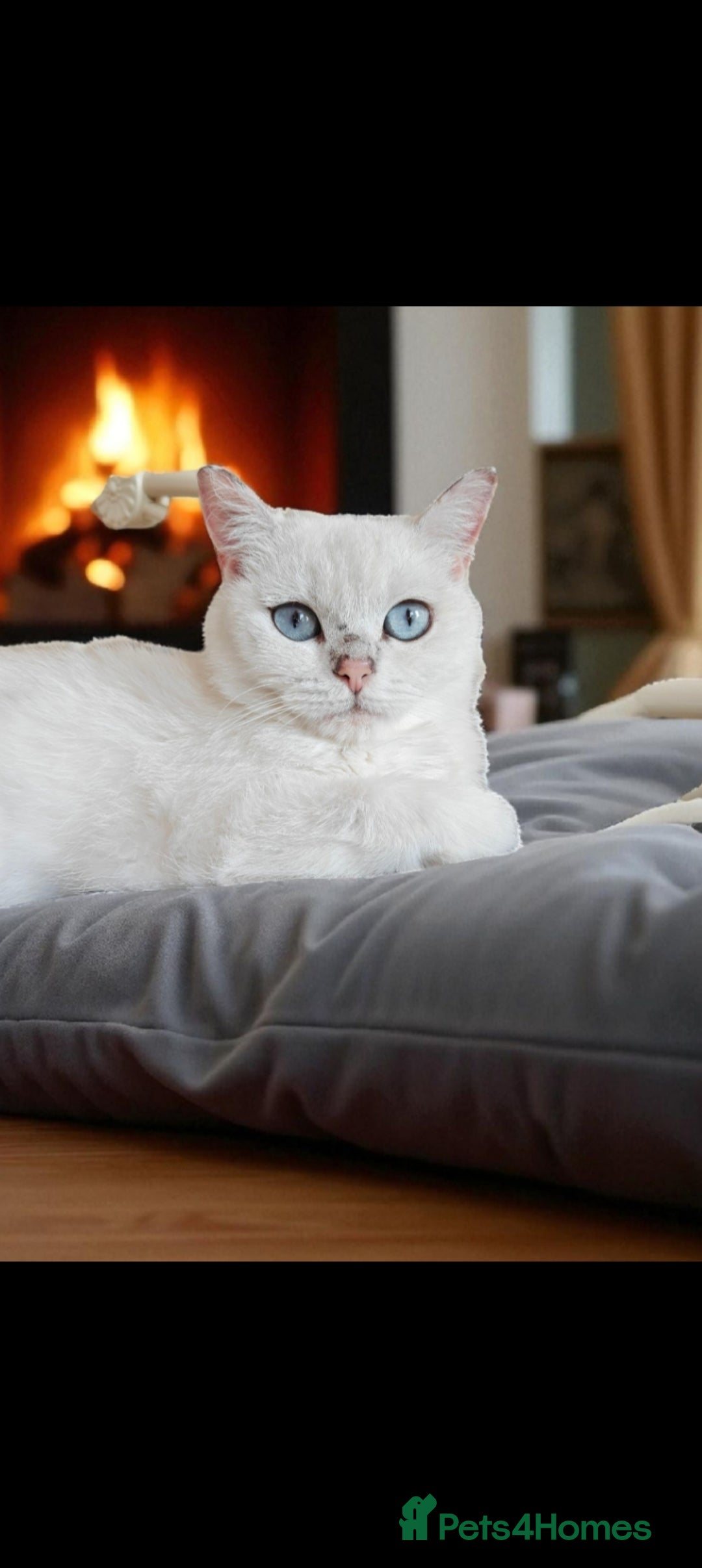 British Shorthair cats for sale: full pedigree british short hair girl  - Image 2
