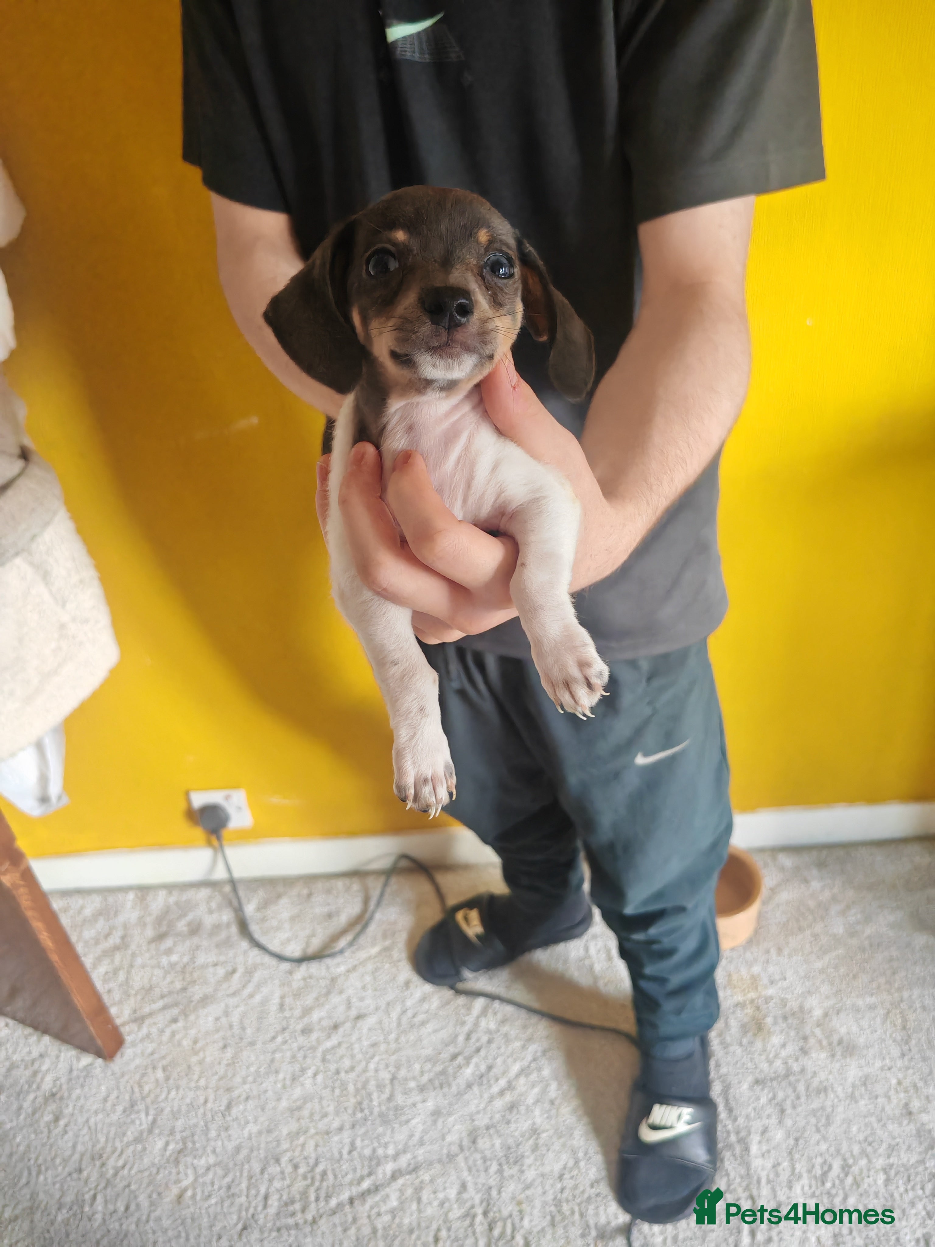 Chiweenie dogs for sale: Chiweenies  - Advert 14
