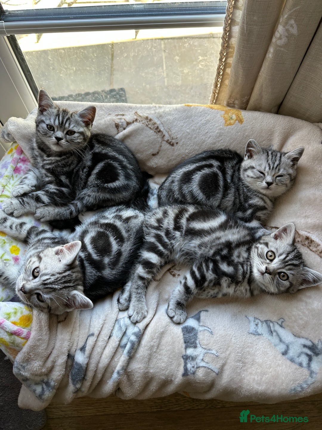 British Shorthair cats for sale: Silver Tabby BSH GCCF registered Kittens - Image 5