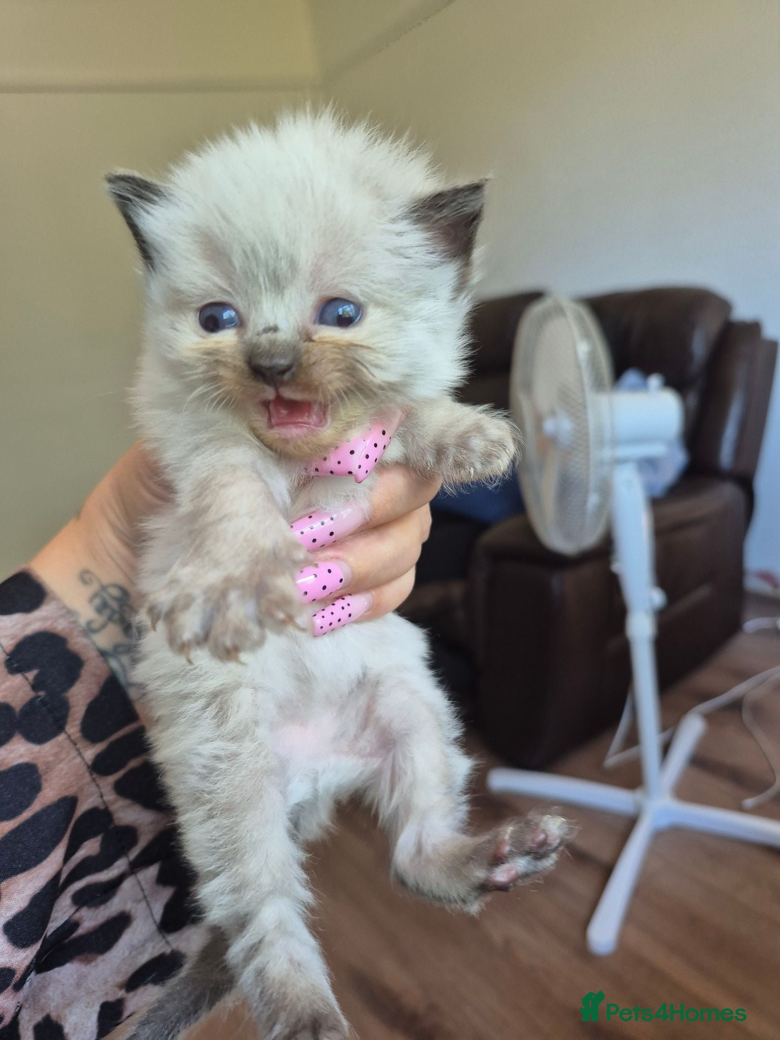 Ragdoll cats Blue point/ seal point Ragdoll kittens  - Advert 15