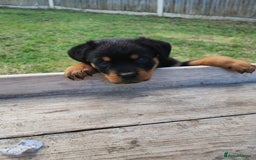 Rottweiler dogs for sale: Gorgeous male Rottweiler puppy Reggie  - Image 16