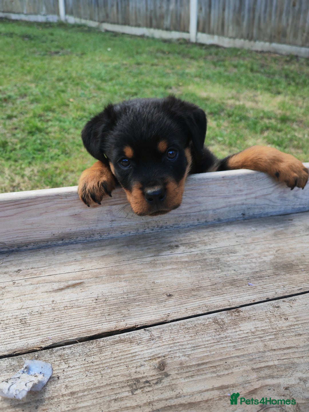 Rottweiler dogs for sale: Gorgeous male Rottweiler puppy Reggie  - Image 16