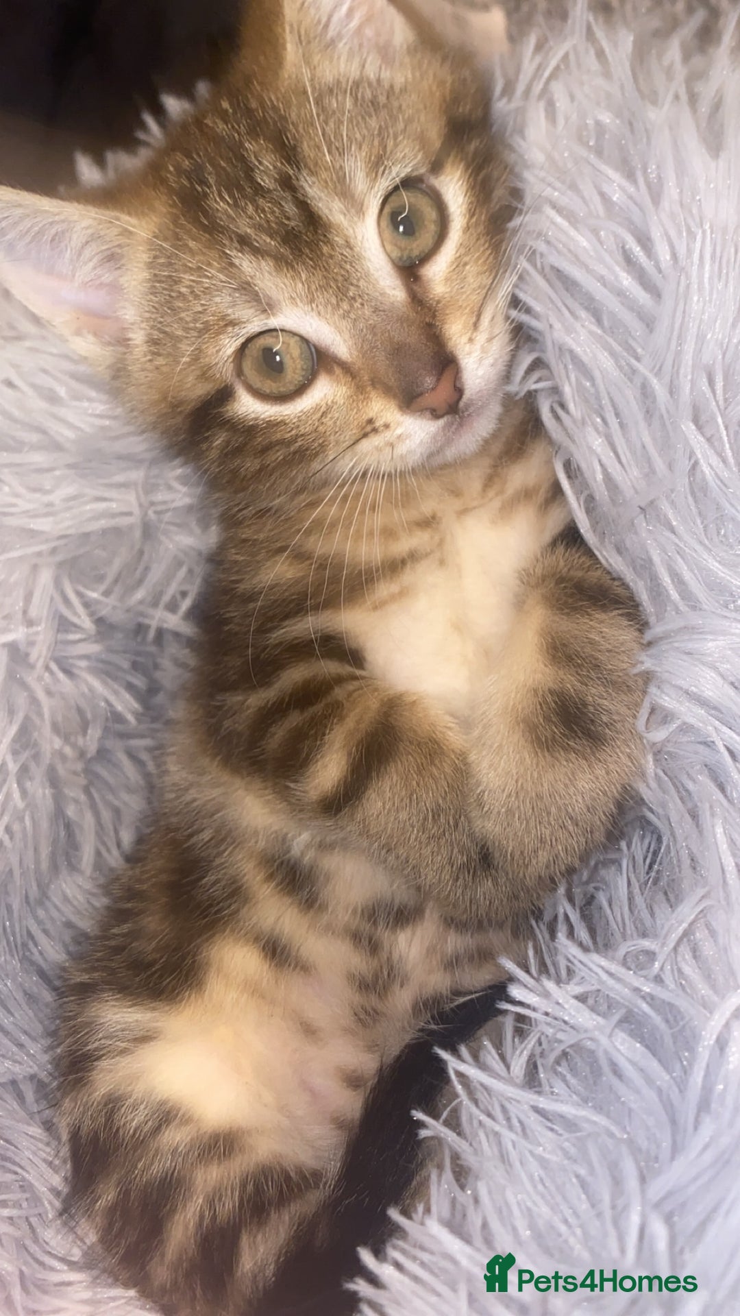 Mixed Breed cats for sale: Cute brown kitten - Advert 4