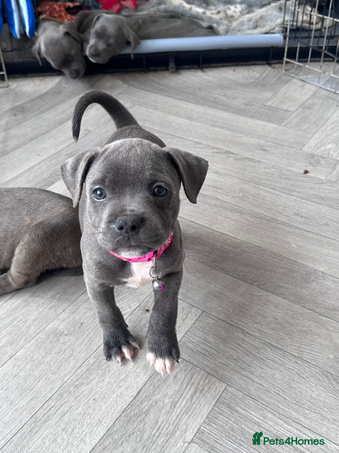 Staffordshire Bull Terrier dogs for sale: Blue Staffordshire bull terrier  - Image 28