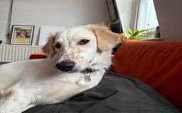 Mixed Breed dogs for adoption: Roo (Spaniel/Setter mix) - Image 6