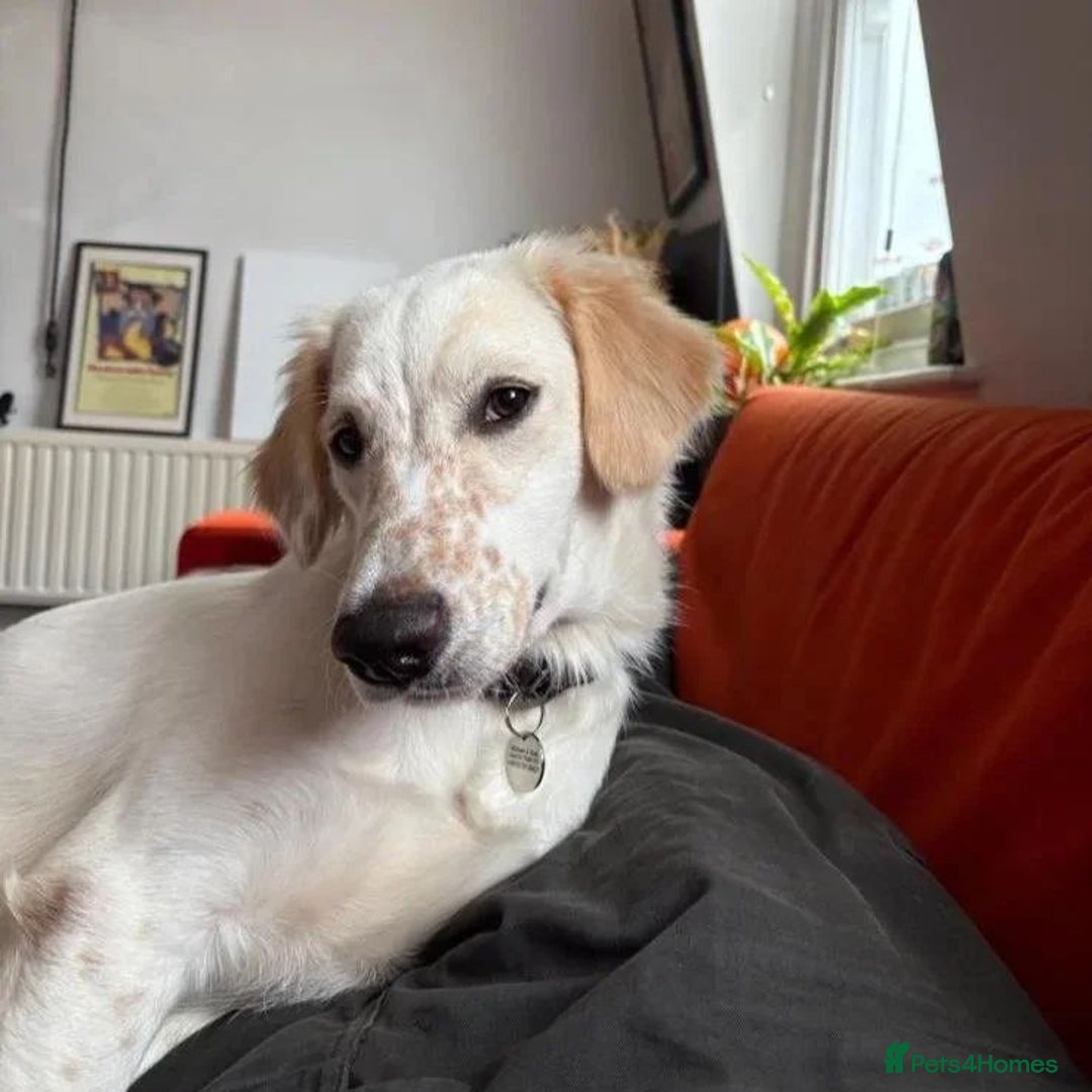 Mixed Breed dogs for adoption: Roo (Spaniel/Setter mix) - Image 6