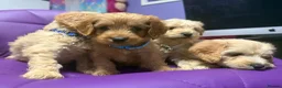 Cockapoo dogs for sale: Beautiful puppies  - Advert 10