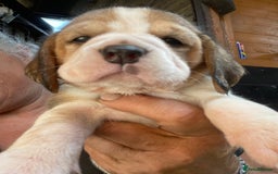 Beagle dogs for sale:  stunning kc reg pups ready midjuly july - Image 30