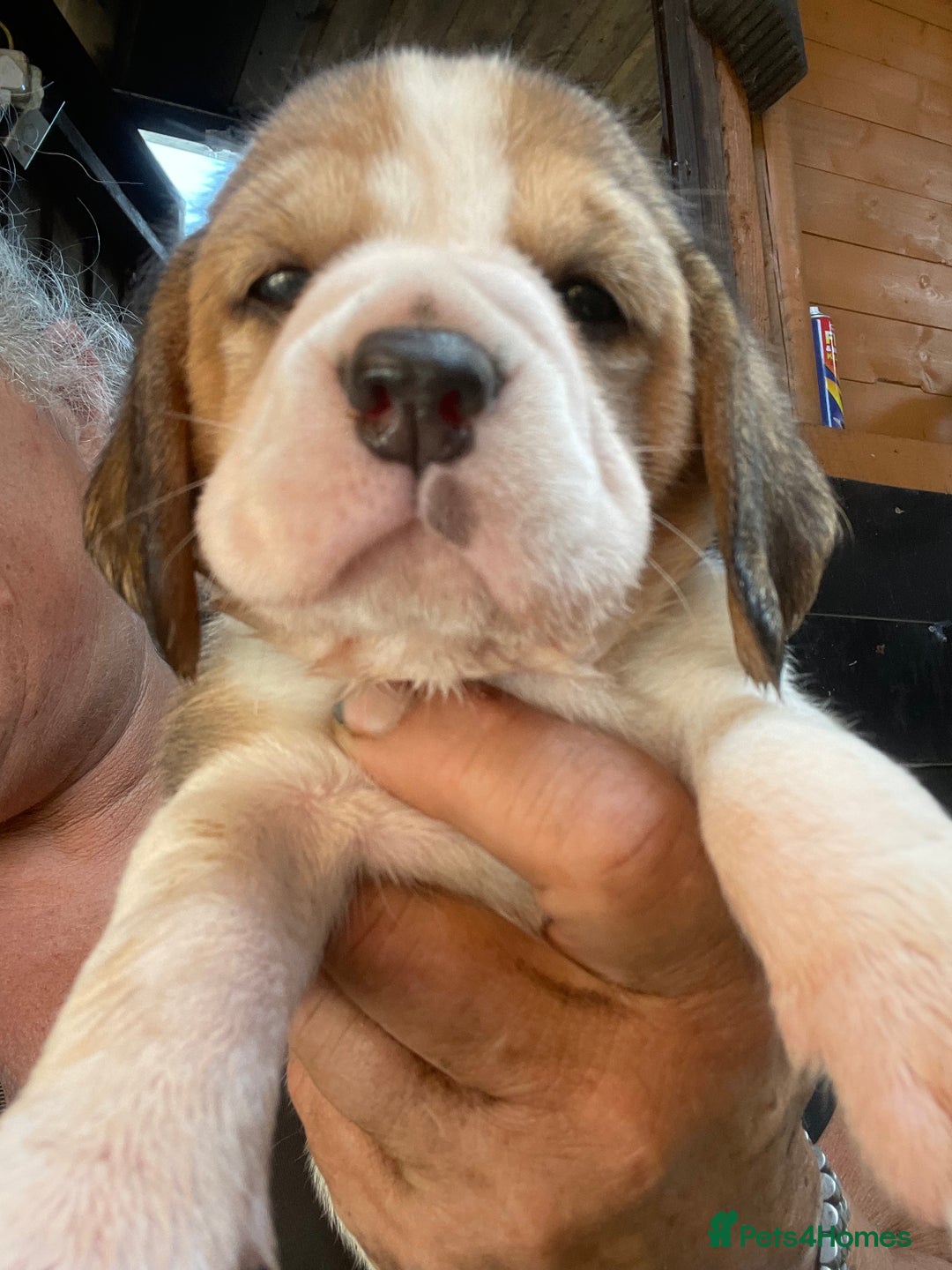 Beagle dogs for sale:  stunning kc reg pups ready midjuly july - Image 30