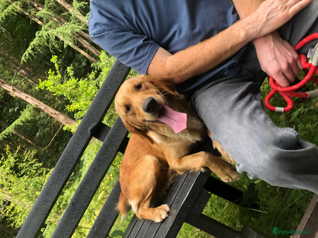 Golden Retriever dogs for sale: Robin Fully Trained KC Reg Golden Retriever - Image 2