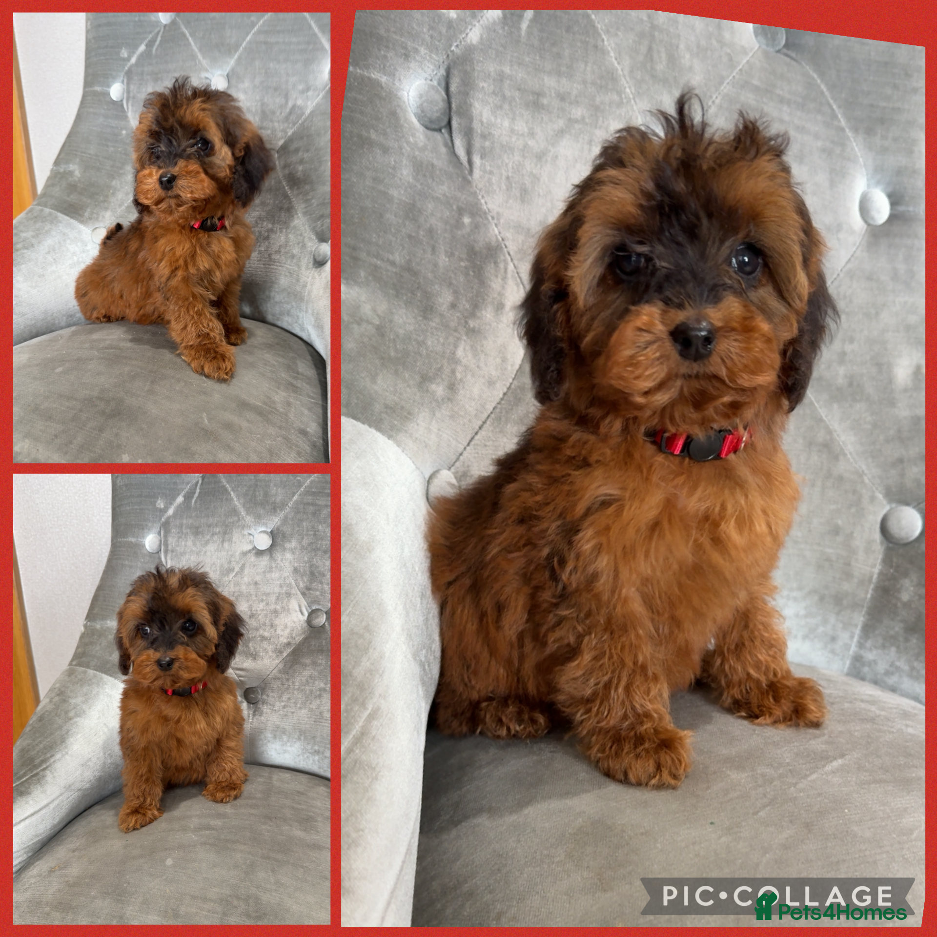 Cockapoo dogs Ready now F1B Cockapoos GIRLS AVAILABLE  - Advert 9