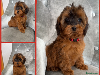 Cockapoo dogs Ready now F1B Cockapoos GIRLS AVAILABLE - Advert 2