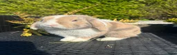 Mini Lop rabbits for sale: Adorable mini lops £85 - Advert 8