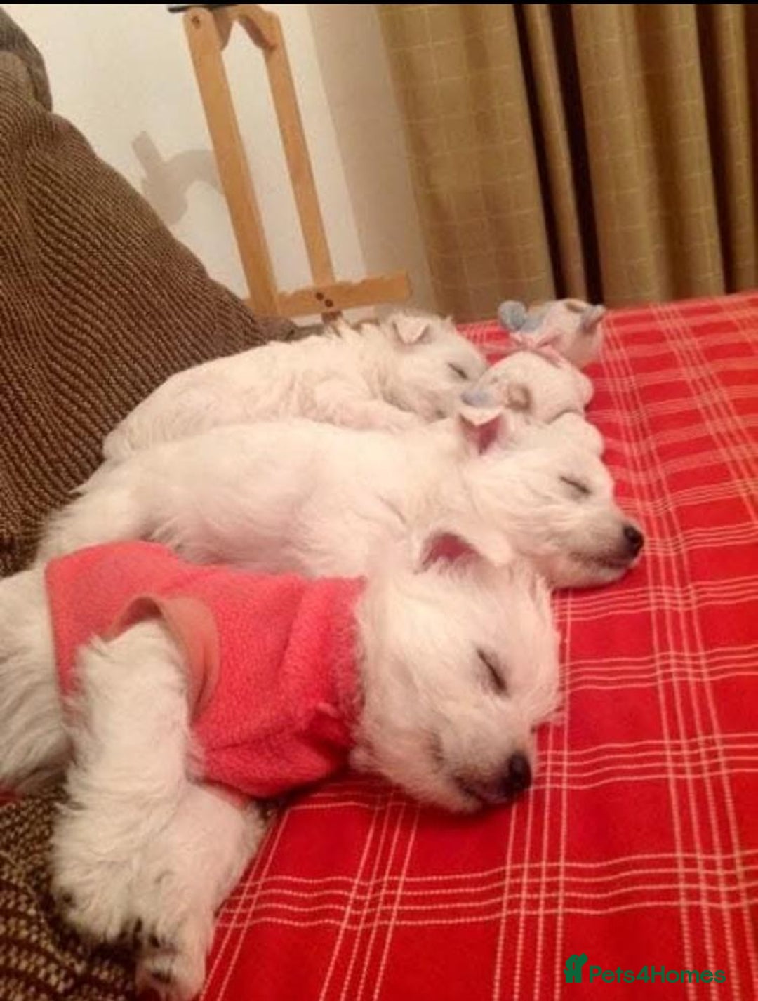West Highland Terrier dogs for sale: West Highland Terrier  - Image 2