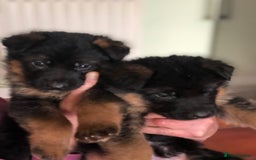 German Shepherd dogs for sale: West German German Shepherd stud dog for sale - Image 10