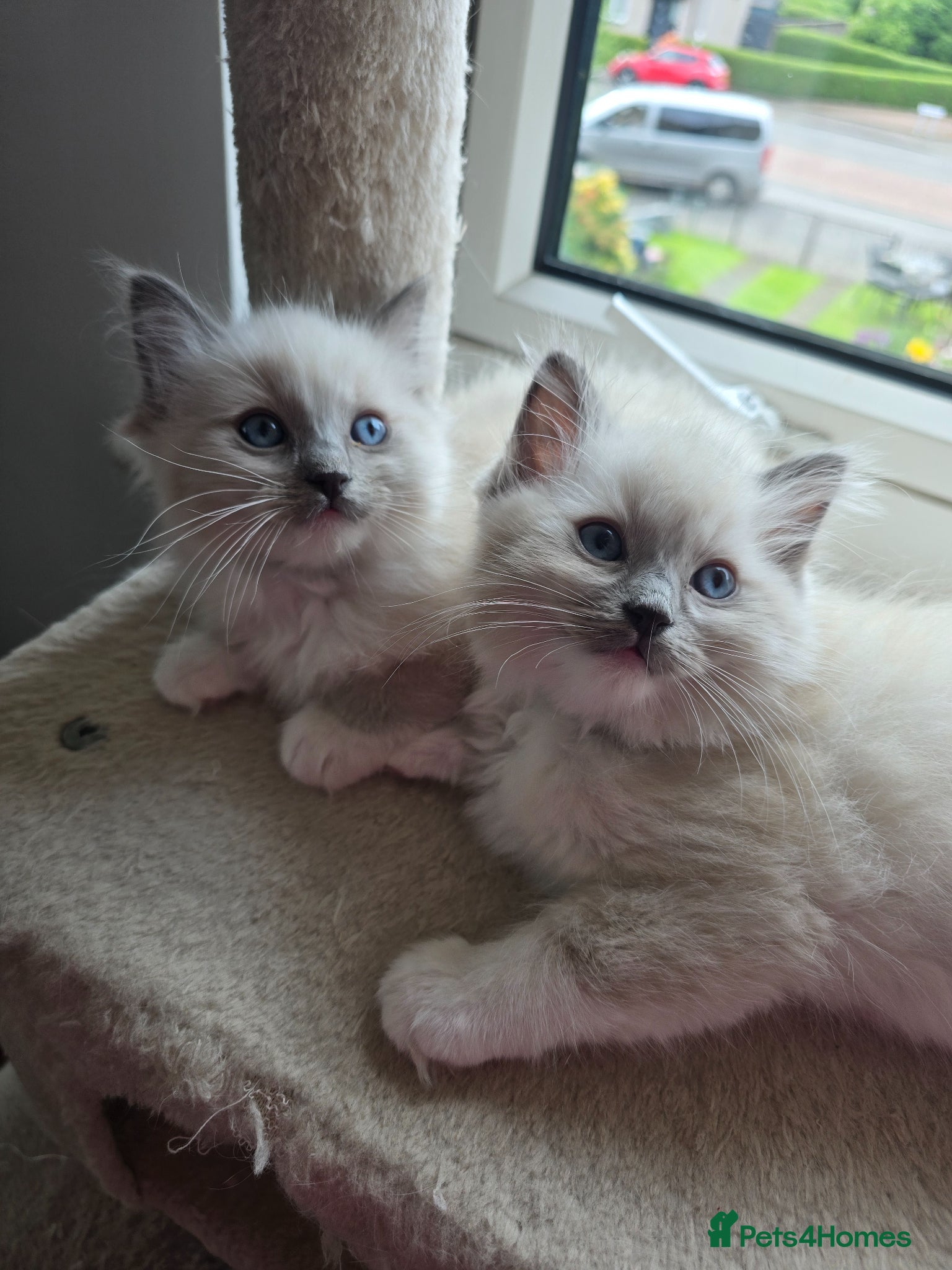 Ragdoll cats Ragdoll  - Advert 5