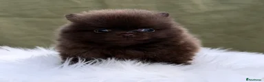 Pomeranian 4