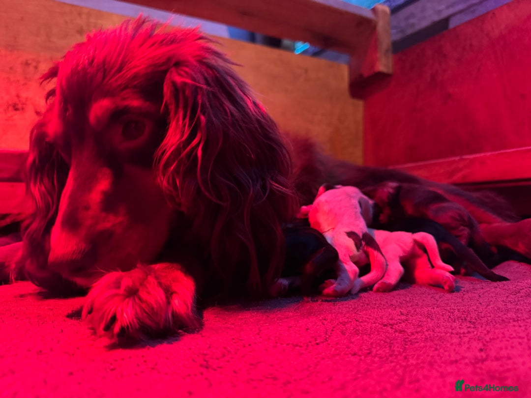 Cocker Spaniel dogs for sale: Working Cocker Spaniel Puppies - Advert 27