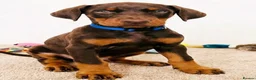 Dobermann dogs for sale: RKC Dobermann Puppies  - Advert 5