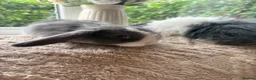 Mini Lop rabbits for sale: Beautiful mini lop baby rabbits  - Advert 23